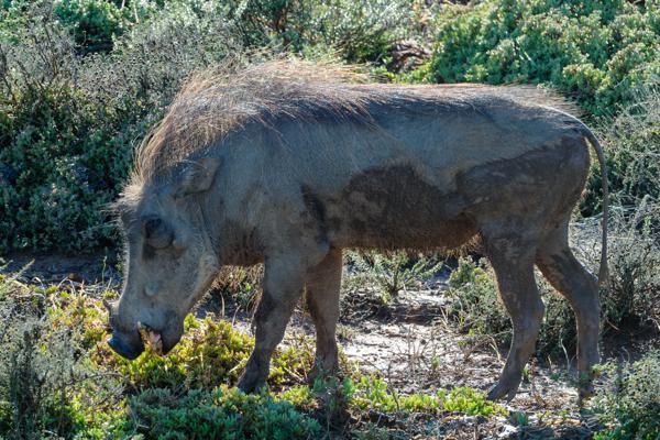Sundays River Valley Local, South Africa