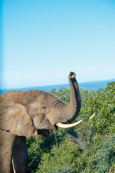 Sundays River Valley Local, South Africa