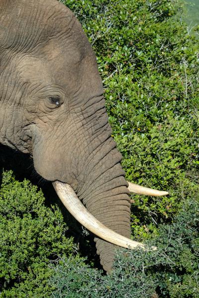 Sundays River Valley Local, South Africa