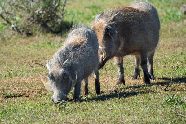 Sundays River Valley Local, South Africa