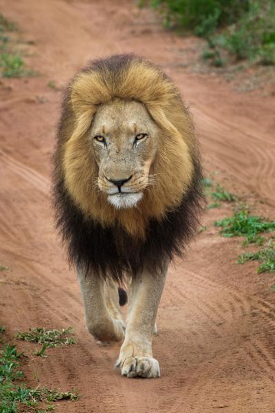 Kruger, Coast & Cape 2025