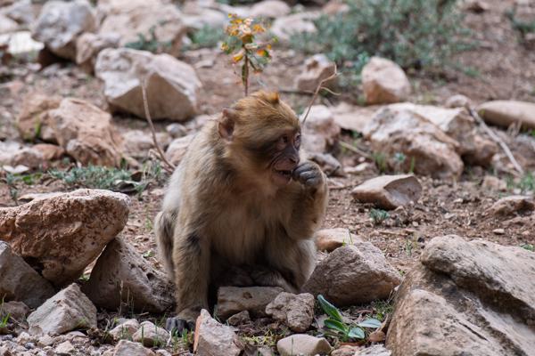 Caïdat de Irklaouen, Morocco
