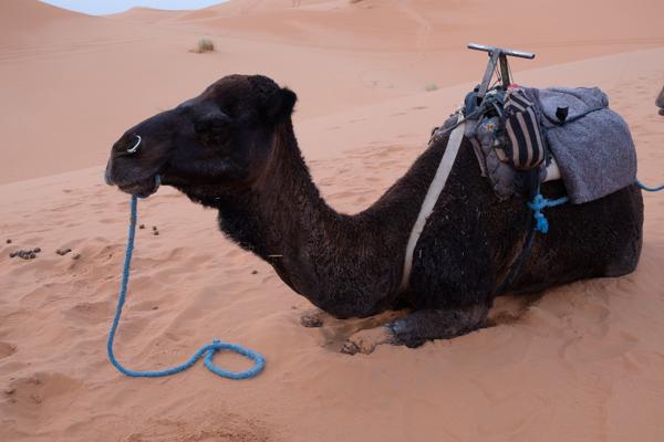 Et-taous ⵟⴰⵡⵙ الطاوس, Morocco