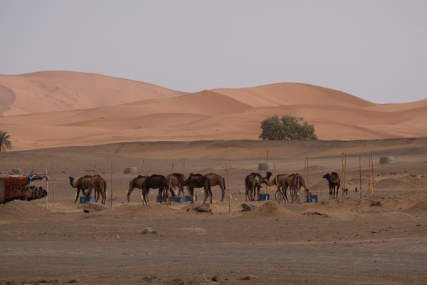 Et-taous ⵟⴰⵡⵙ الطاوس, Morocco