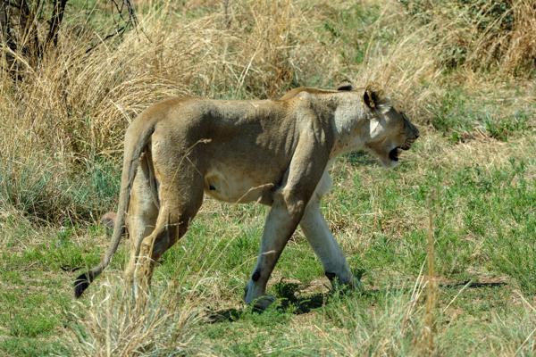 Moses Kotane Local, South Africa