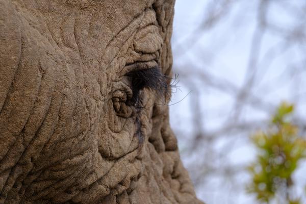 Moses Kotane Local, South Africa