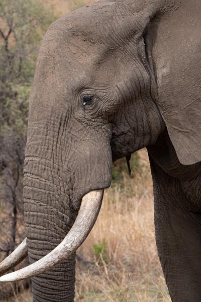 Moses Kotane Local, South Africa