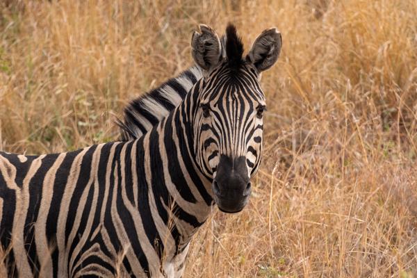 Plains zebra standing in dry savanna grass Moses Kotane Local, South Africa