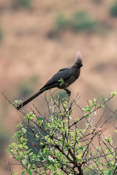 Moses Kotane Local, South Africa