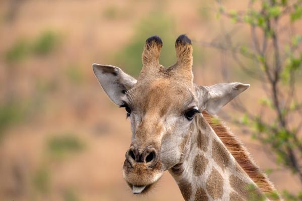 Moses Kotane Local, South Africa
