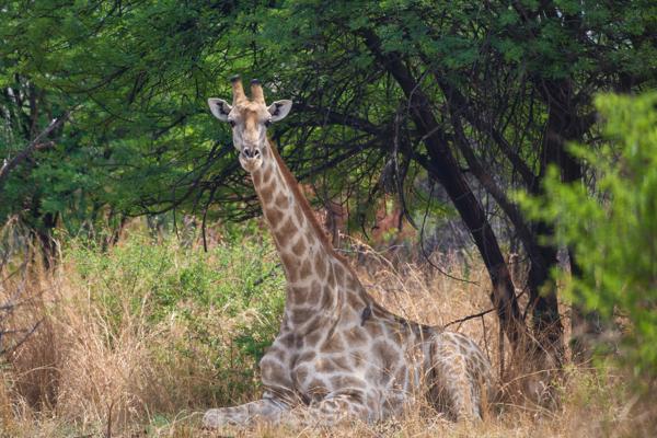 Moses Kotane Local, South Africa