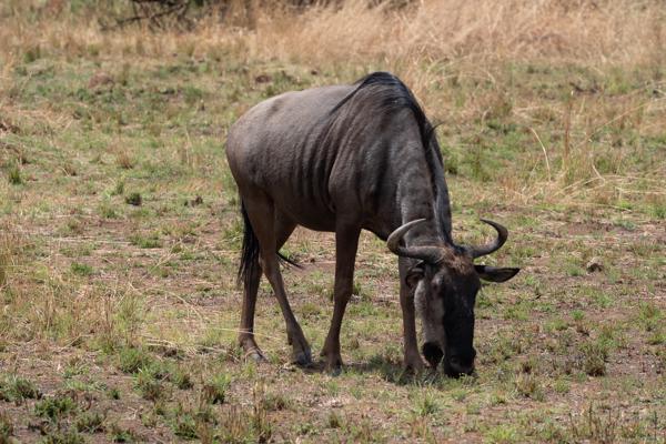 Moses Kotane Local, South Africa