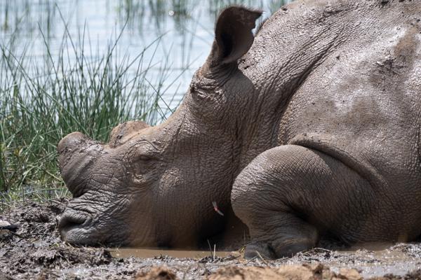 Moses Kotane Local, South Africa
