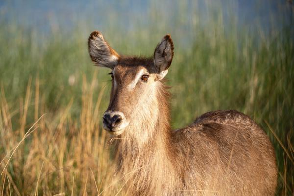 Portrait of a Waterbuck in Tall Grass Moses Kotane Local, South Africa