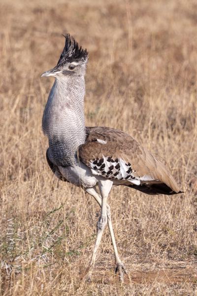 Moses Kotane Local, South Africa