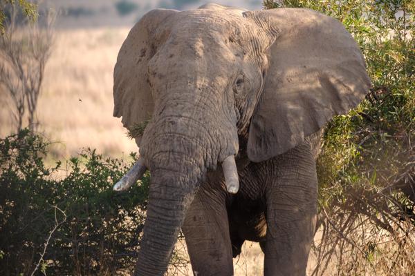 Moses Kotane Local, South Africa