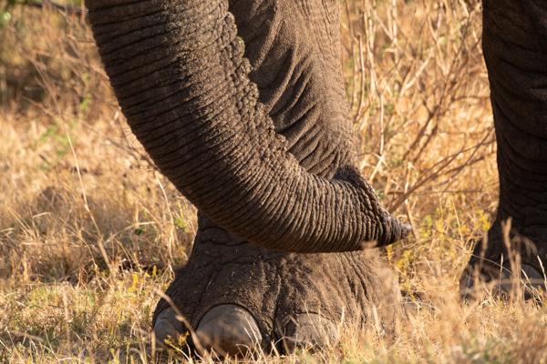 Moses Kotane Local, South Africa