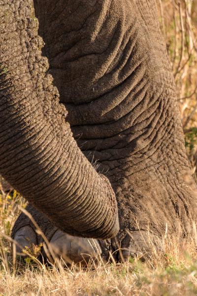 Moses Kotane Local, South Africa