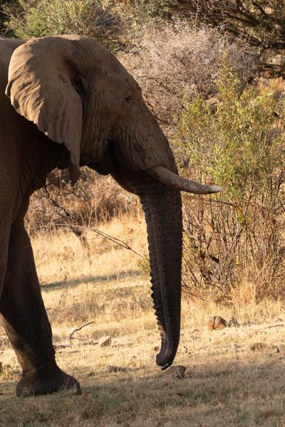 Moses Kotane Local, South Africa