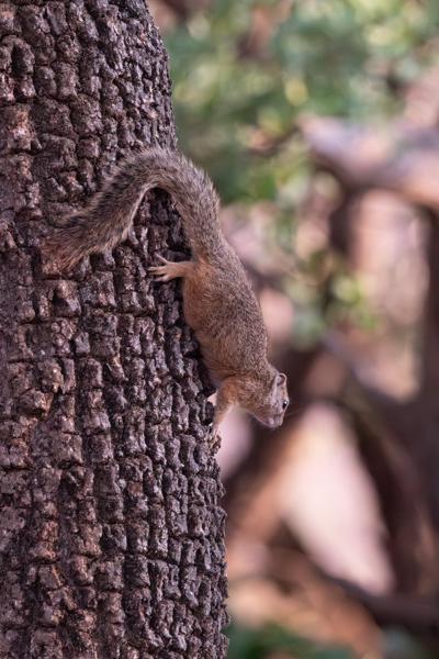 Moses Kotane Local, South Africa