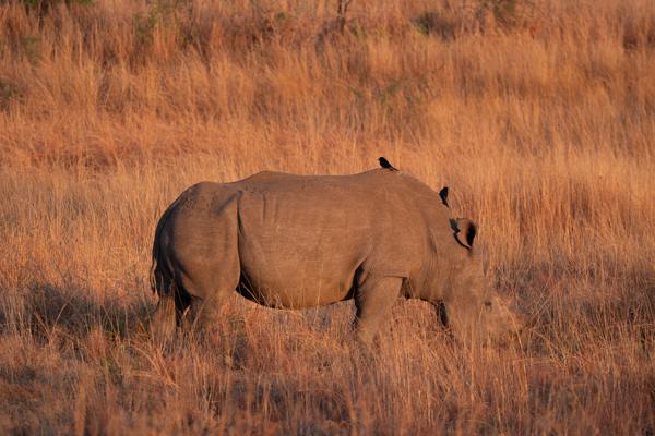 Moses Kotane Local, South Africa