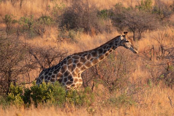 Moses Kotane Local, South Africa