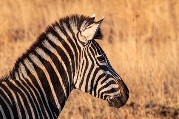 Moses Kotane Local, South Africa