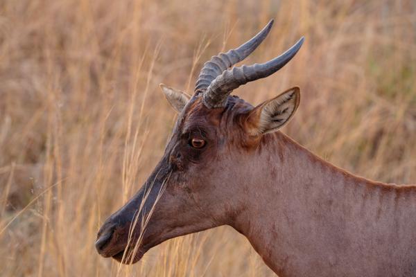 Moses Kotane Local, South Africa