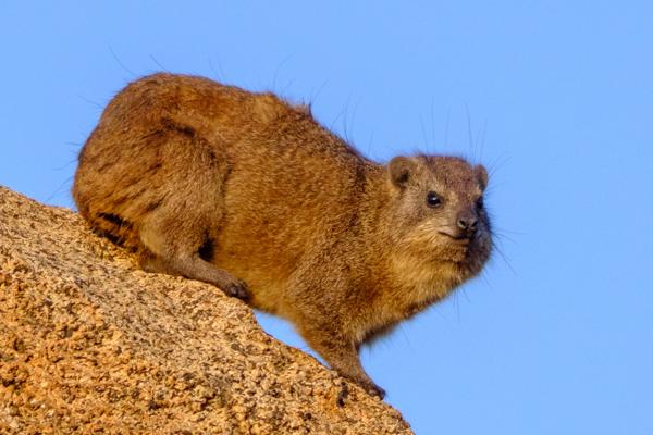 Moses Kotane Local, South Africa