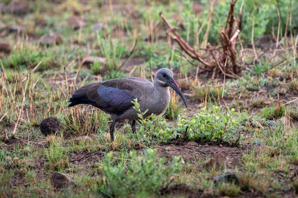 Moses Kotane Local, South Africa