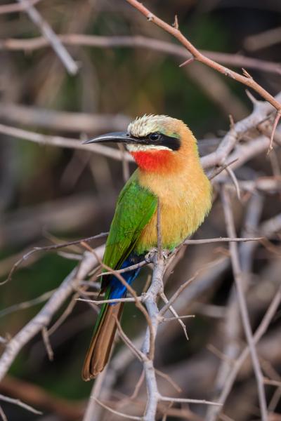 Moses Kotane Local, South Africa
