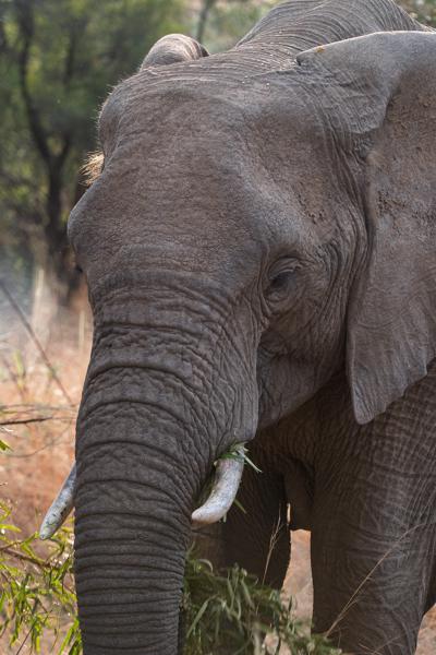 Moses Kotane Local, South Africa