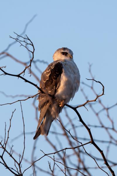 Moses Kotane Local, South Africa