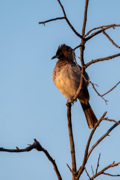 Moses Kotane Local, South Africa