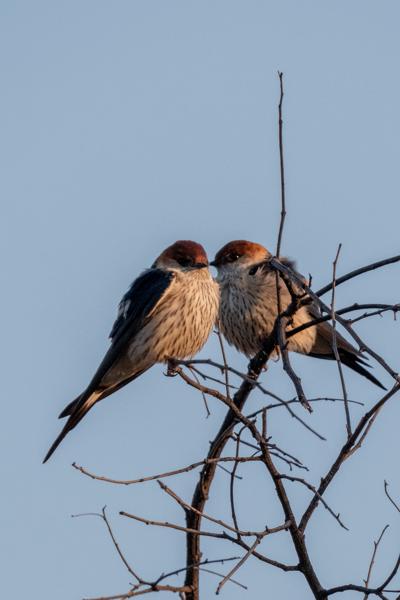 Moses Kotane Local, South Africa