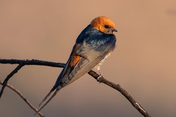 Moses Kotane Local, South Africa