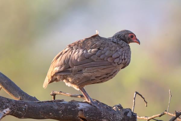 Moses Kotane Local, South Africa