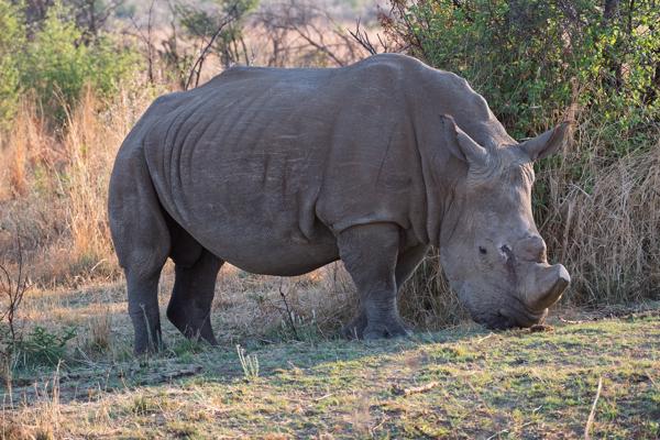 Moses Kotane Local, South Africa