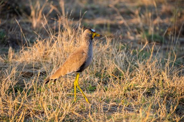 Moses Kotane Local, South Africa