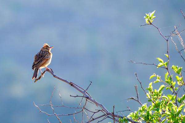 Moses Kotane Local, South Africa