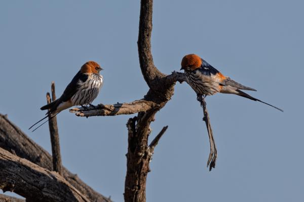 Moses Kotane Local, South Africa