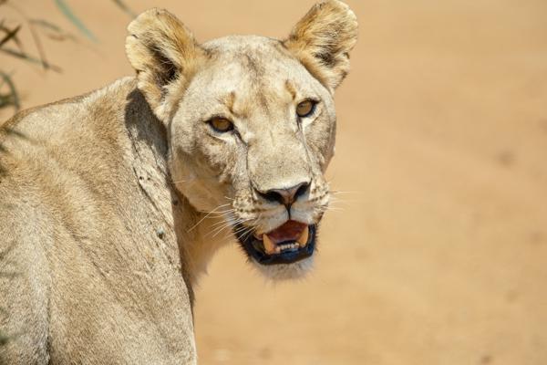Moses Kotane Local, South Africa