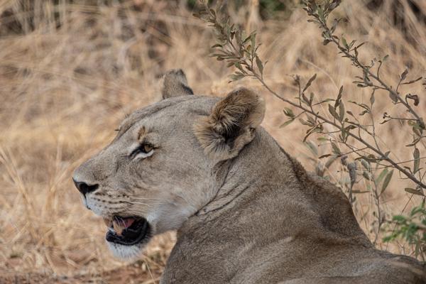 Moses Kotane Local, South Africa