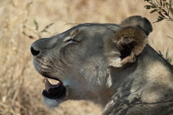 Moses Kotane Local, South Africa