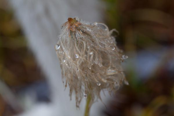 Area F (Columbia Lake/Windermere Lake), Canada