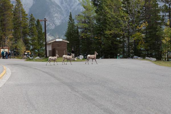 Improvement District No. 9, Canada