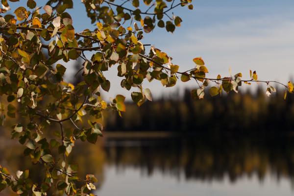 Area G (Crooked River/Parsnip), Canada