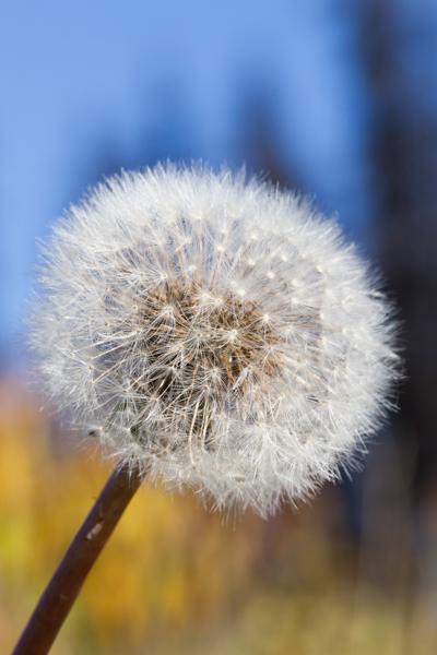 Area G (Crooked River/Parsnip), Canada