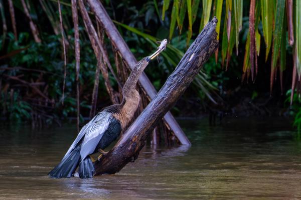 Anhinga Catching Fish on Mangrove Log Colorado, Costa Rica
