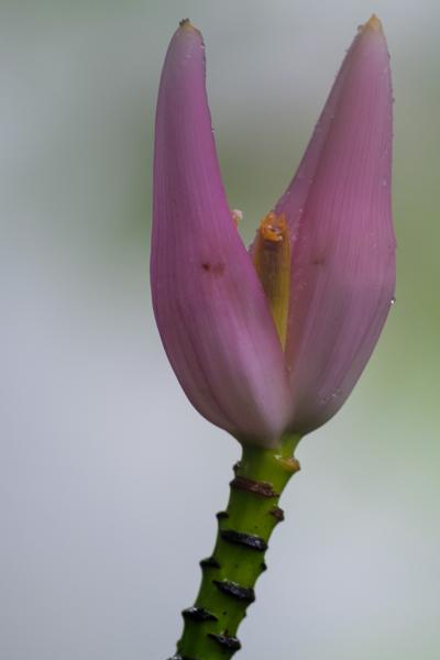 La Fortuna, Costa Rica